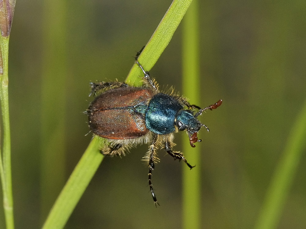 Rutelidae? no, Glaphyridae - Amphicoma abdominalis